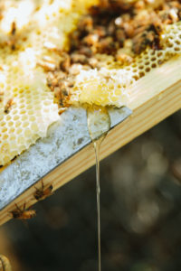 MHCBeeKeeping-110