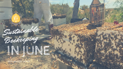 Sustainable Beekeeping in June