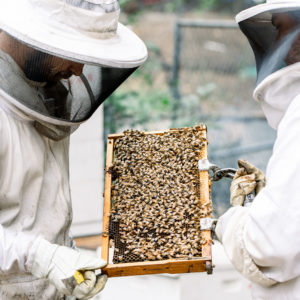 Beekeeping